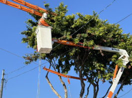 Enel São Paulo Amplia Mutirões de Podas para Garantir Energia Confiável e Segura