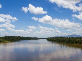 Eneva e BNDES Unem Forças para Restaurar Florestas no Amazonas e Gerar Renda para Comunidades Locais