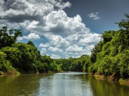 Itaipu Binacional Conquista Prêmio Nacional com Estudo Inovador sobre Restauração Florestal