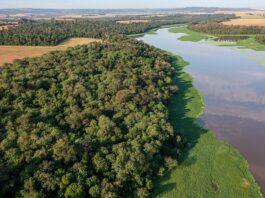 Itaipu e Embrapa Iniciam Inventário Florestal Inédito de 30 Mil Hectares - Um Marco na Proteção Ambiental