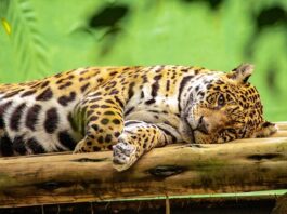 ISA CTEEP Expande Programa Conexão Jaguar com Novo Projeto REDD+ no Acre