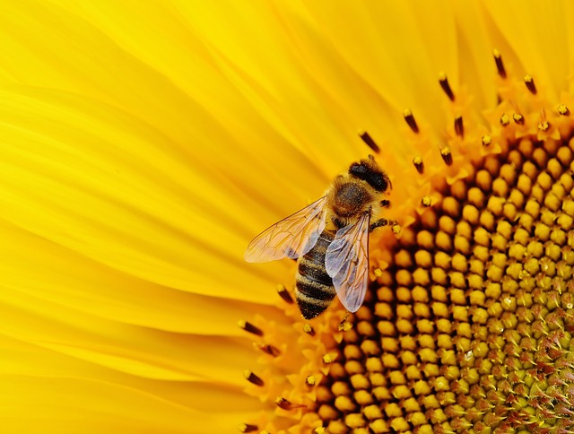 EDP Lança Projeto BeeVolt para Preservação das Abelhas e Sustentabilidade em Usinas Solares