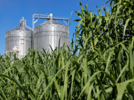 BRF Acelera Sustentabilidade com Biomassa e Reduz Emissões de Carbono na Produção de Alimentos