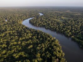 Petrobras e BNDES Firmam Parceria de R$ 100 Milhões para Restauração Ecológica na Amazônia