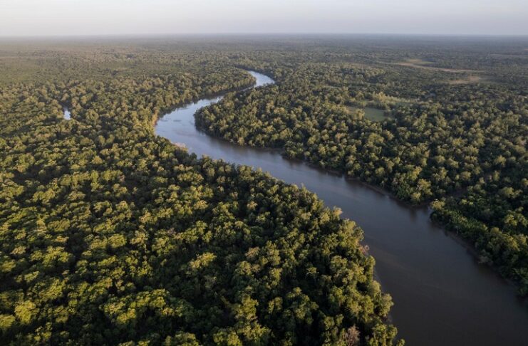 Petrobras e BNDES Firmam Parceria de R$ 100 Milhões para Restauração Ecológica na Amazônia