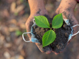 COP 30 coloca Brasil no centro das decisões climáticas, mas protagonismo depende de ação política e investimentos sustentáveis
