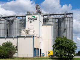 Cargill projeta expansão de florestas de eucalipto para 40 mil hectares até 2029 para sustentar demanda por biomassa