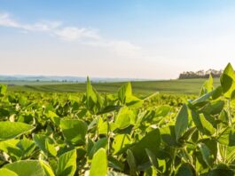 Etanol de soja avança no RenovaBio e inaugura nova fronteira dos biocombustíveis no Brasil