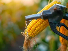 Etanol de milho avança 18% e Mato Grosso lidera expansão de biocombustíveis